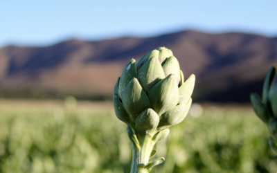 ¿Cuáles son los beneficios de la alcachofa?